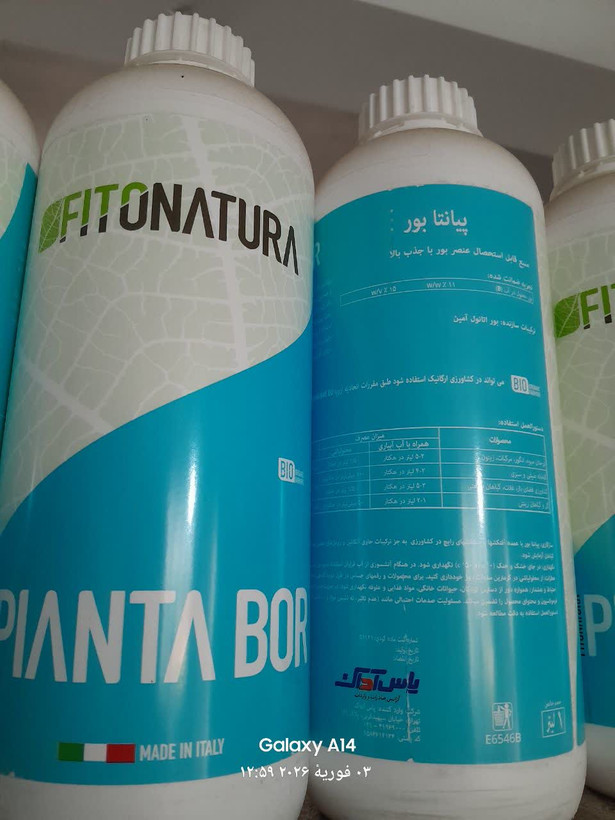 PIANTA BOR